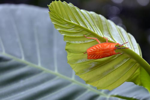 orange bug-AsiaPhotoStock