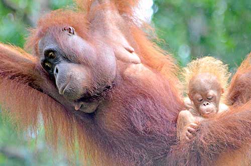 orangutan sarawak-AsiaPhotoStock