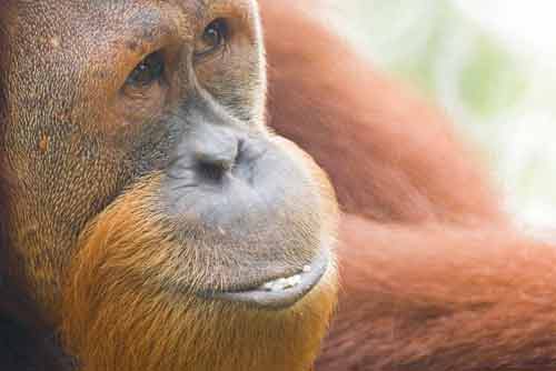 Orangutan-AsiaPhotoStock