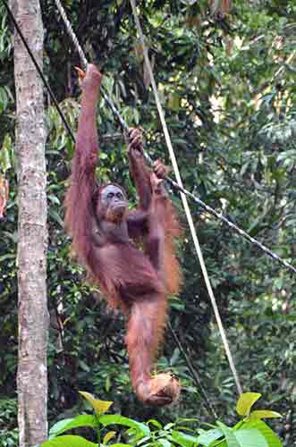 orangutan and coconut-AsiaPhotoStock