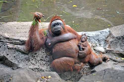 orangutan safari-AsiaPhotoStock