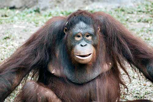 orangutans safari-AsiaPhotoStock