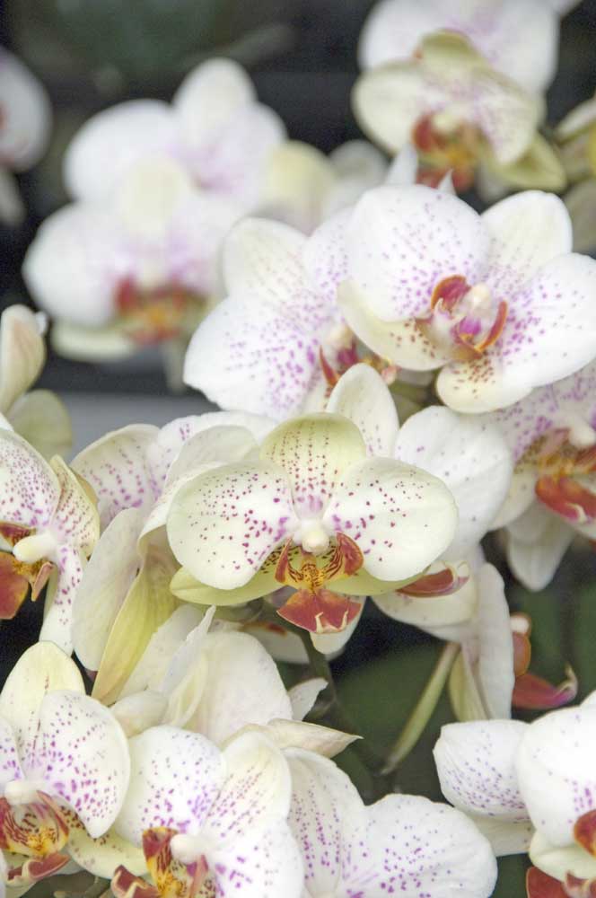 orchid10-AsiaPhotoStock