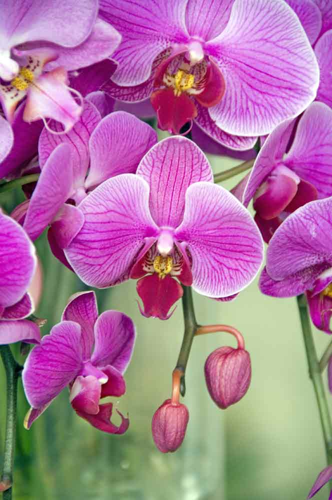 orchid12-AsiaPhotoStock