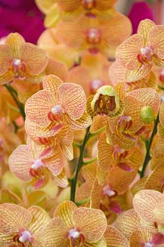 orchid13-AsiaPhotoStock
