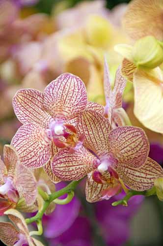 orchid14-AsiaPhotoStock