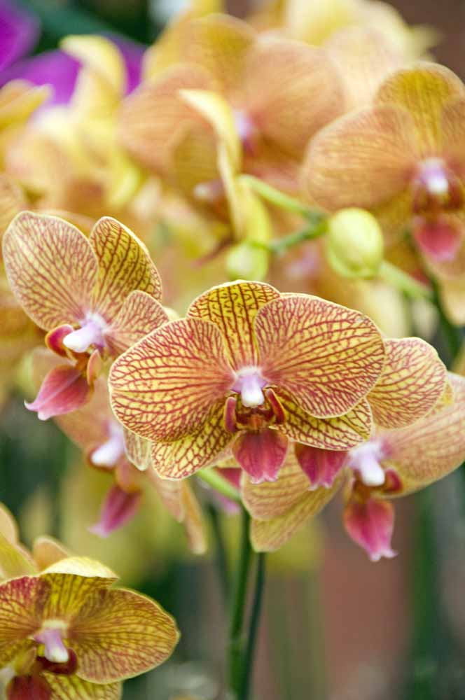 orchids15-AsiaPhotoStock