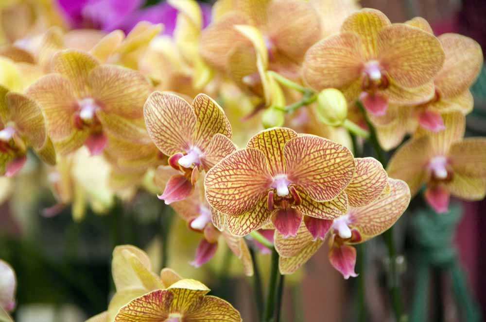 orchid16-AsiaPhotoStock