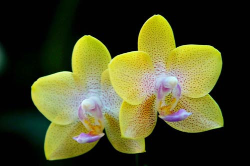 bali orchids-AsiaPhotoStock