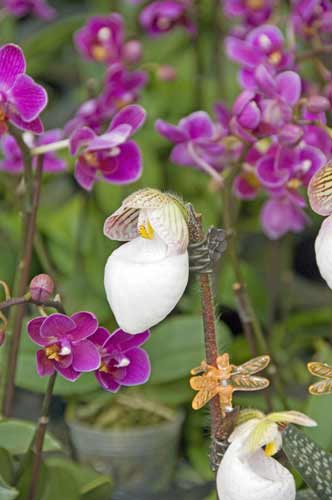 orchid5-AsiaPhotoStock