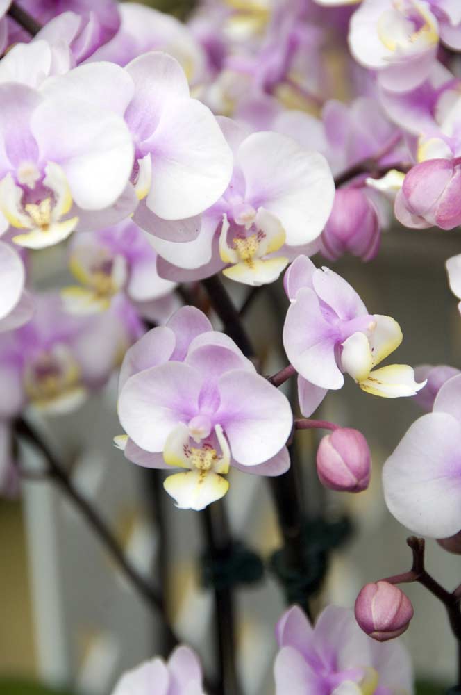 orchid6-AsiaPhotoStock