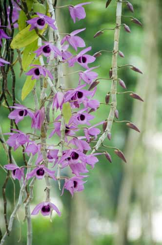 thai orchid-AsiaPhotoStock