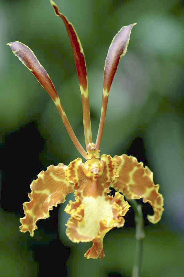orchids-AsiaPhotoStock