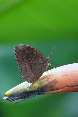 palmfly butterfly-AsiaPhotoStock