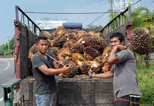 palm oil medan-AsiaPhotoStock