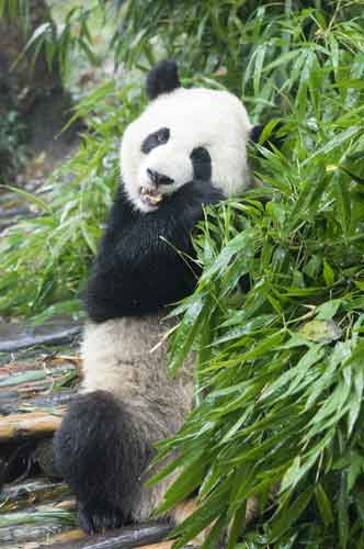 panda-AsiaPhotoStock