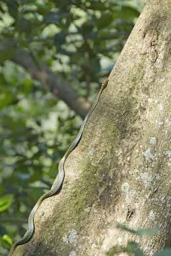 climbing tree snake-AsiaPhotoStock