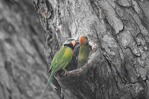 adult and baby parakeet-AsiaPhotoStock