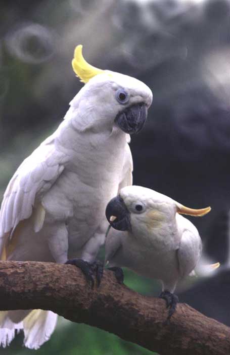 yellow crested cockatoo-AsiaPhotoStock