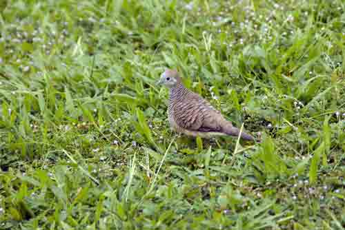 peaceful dove pasir ris-AsiaPhotoStock