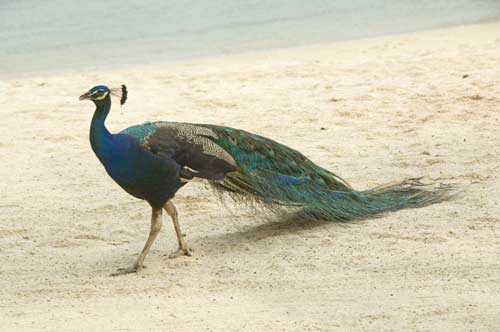 peacock on beach-AsiaPhotoStock
