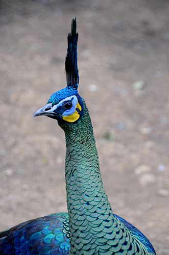 peacock java-AsiaPhotoStock