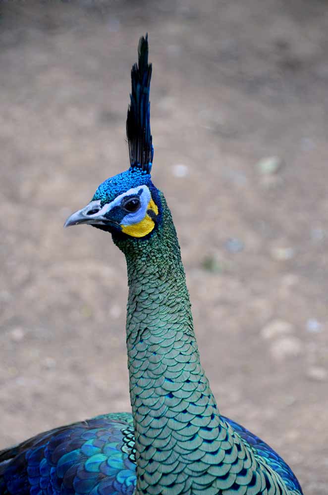 peacock java-AsiaPhotoStock