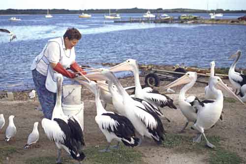 pelican feeding-AsiaPhotoStock