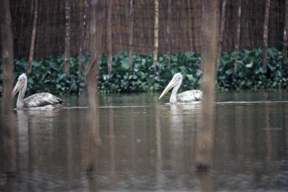 spot billed pelicans-AsiaPhotoStock