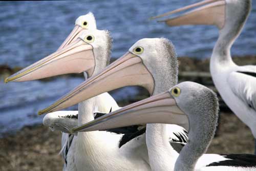 australian pelicans-AsiaPhotoStock