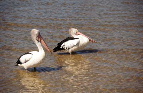 australia pelicans-AsiaPhotoStock