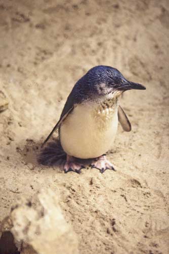 fairy penguin on beach-AsiaPhotoStock