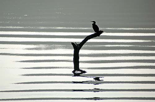 periyar cormorant-AsiaPhotoStock