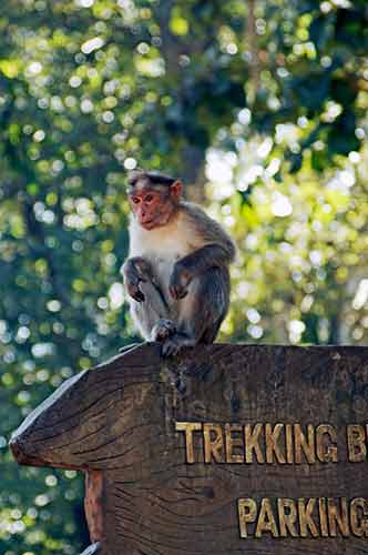 periyar monkey-AsiaPhotoStock