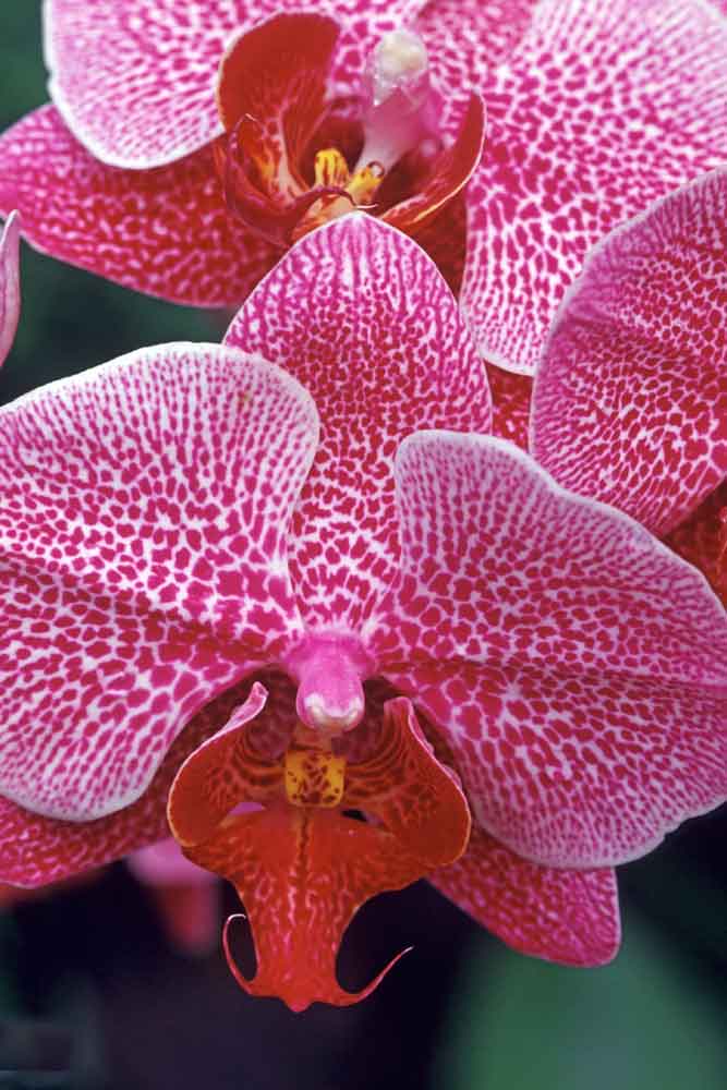 phalaenopsis-AsiaPhotoStock