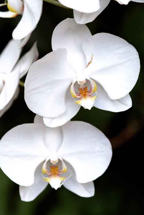 phalaenopsis amabilis-AsiaPhotoStock