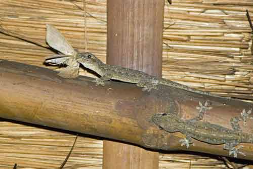 philippine geckos-AsiaPhotoStock