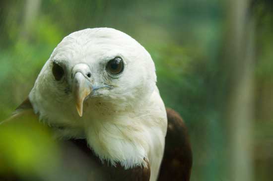 philippines eagle-AsiaPhotoStock