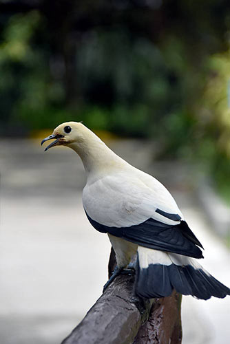 pied imperial pigeon-asia photo stock