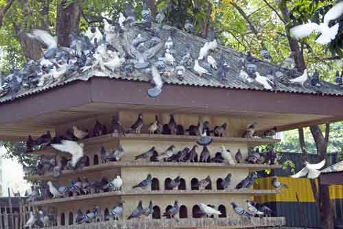 manila pigeon coop-AsiaPhotoStock