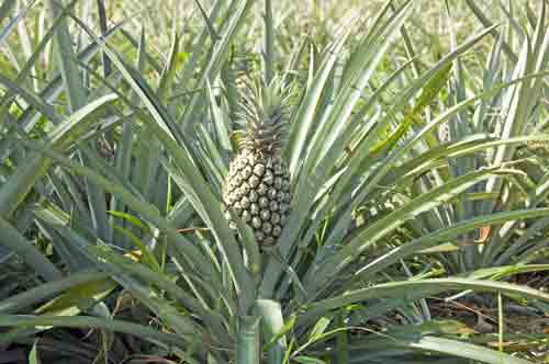 phuket pineapple plant-AsiaPhotoStock