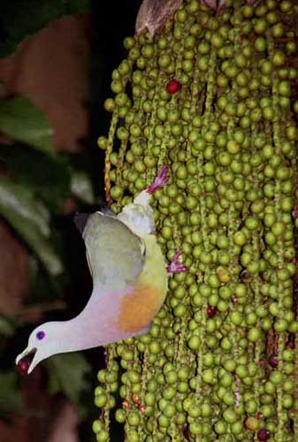 pink necked pigeon-AsiaPhotoStock