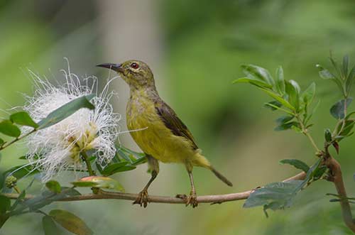 plain throated sunbird-AsiaPhotoStock