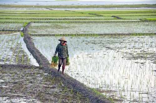 planting in rice fields-AsiaPhotoStock