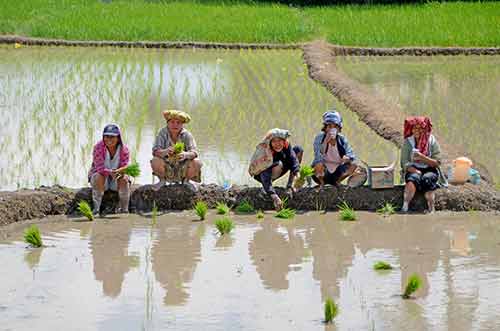 planting rice toba-AsiaPhotoStock
