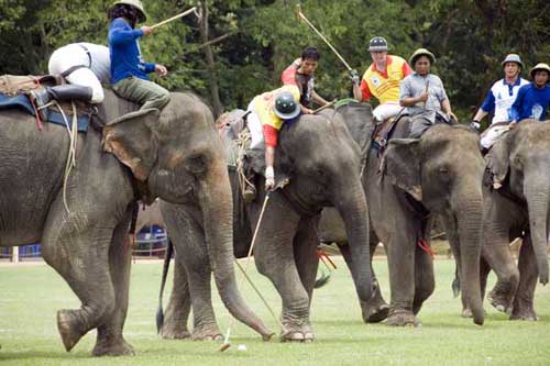 elephant polo game-AsiaPhotoStock