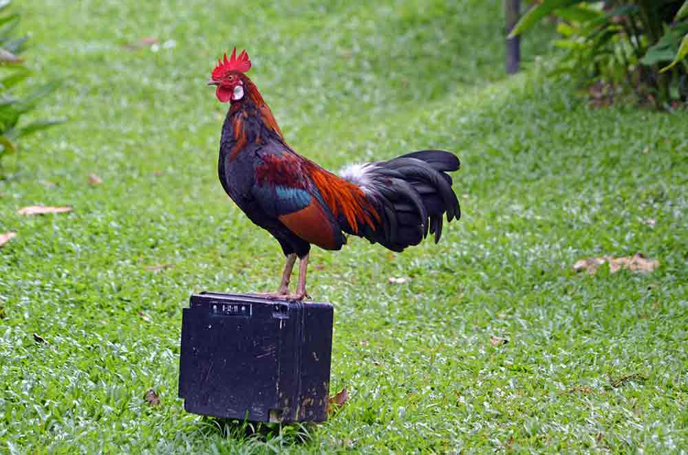 posing red jungle fowl-AsiaPhotoStock