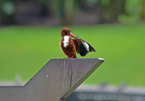 preening kingfisher-AsiaPhotoStock
