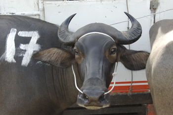 prize bull-AsiaPhotoStock