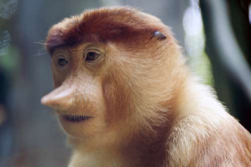 young proboscis monkey-AsiaPhotoStock